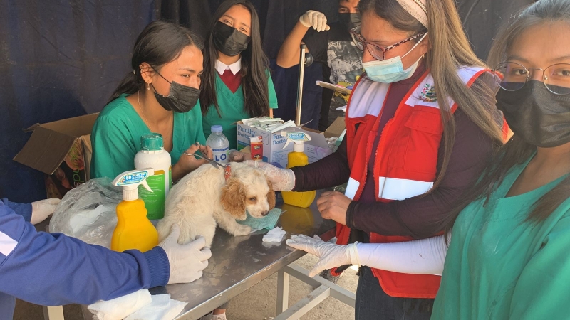 Estudiantes y docentes de Medicina Veterinaria y Zootecnia realizan Campaña de Desparasitación gratuita a perros y gatos