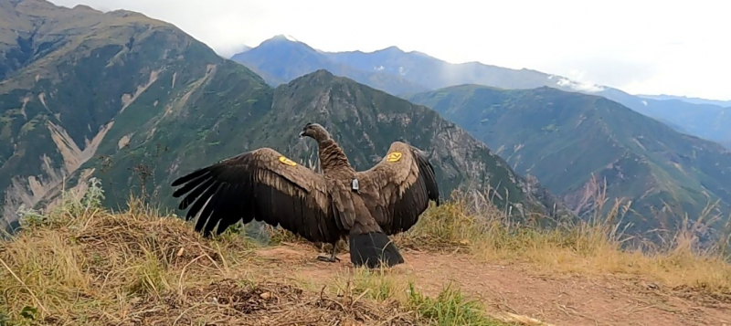 Liberan a cóndor andino en el Cañón del Apurímac